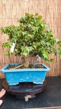 Bonsai acero bergerianum - acero, h