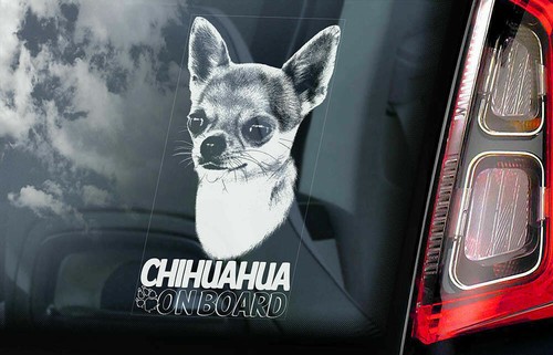 Adesivo auto chihuahua cane - chihuahua,