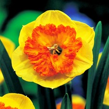 Narcisi bulbi di fiori cipolle fiori Narciso da collezione Berlin 3 pz.