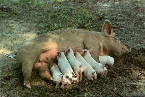 Mamma bambini maiali - mamma, e