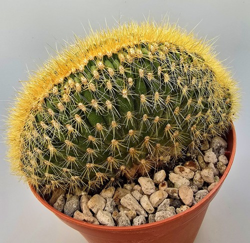 Bellissimo cactus vatricania - cactus,