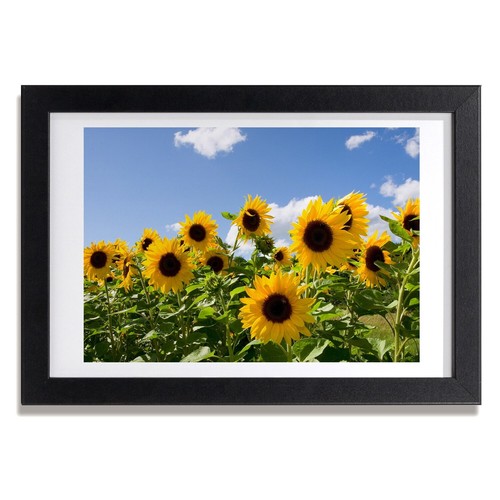 Quadro tulup mdf - quadro,