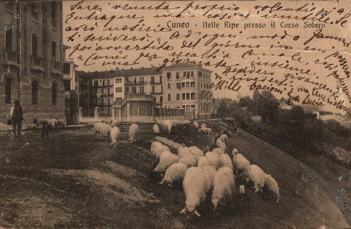 Cuneo città pecore gregge - cuneo,