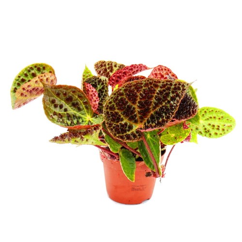 Begonia foliage ferox - , h