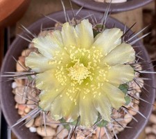 Seed- Copiapoa bridgesii 25