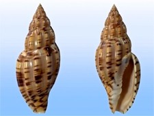 Volutidae, Lyria boholensis, Aliguay, Philippines, 73,7 mm, LARGE, HARD SO NICE!