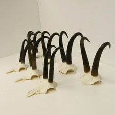 7 Pezzi Di Corna Di Camoscio