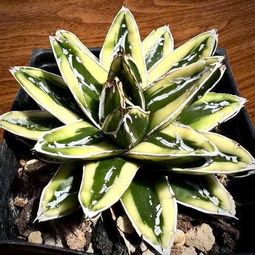 Agave victoriae - agave,
