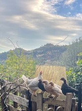 Uova fertili di gallina 