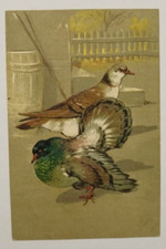 cg717 cartolina cpa  a rilievo coppia di uccelli