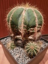 Notocactus magnificus XL