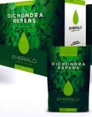 Emerald dicondra repens - dicondra, busta