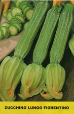 30 SEMI  DI ZUCCHINO LUNGO FIORENTINO-ZUCCHINA -CURCIBITA PEPO SEDS- ORTAGGI
