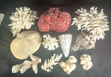 Lotto organo pipa rosso corallo/dollaro sabbia/altre conchiglie e coralli