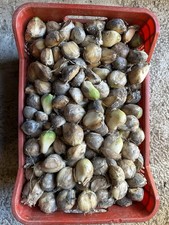 AGLIONE A SPICCHI 1 KG ,