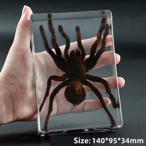Real insect specimen spider - insect,
