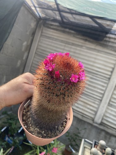 Mammillaria spinosissima - mammillaria,