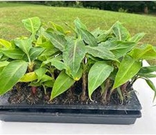 1 Dwarf Banana Tree  Dwarf