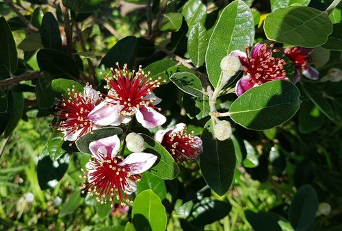 Feijoa sellowiana mammouth - feijoa, "sellowiana
