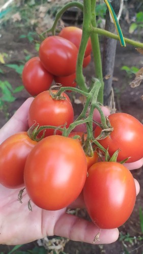 Pomodoro cencara buccia - buccia, fine