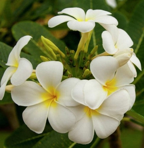 Frangipani plumeria - frangipani,