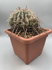 echinocactus Texensis (