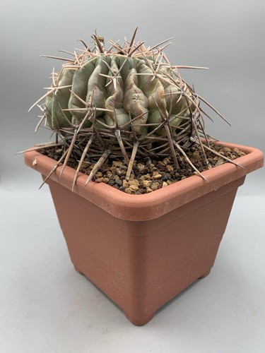 Echinocactus texensis - echinocactus, (