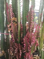 Lot 3 Long Cuttings Euphorbia