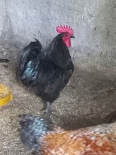 Uova Feconde Di Varie Razze Di