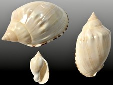 Cassidae, Casmaria