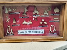 Collezione di denti di squalo e ossa fossili risalenti  tra 45 e 70 milioni...