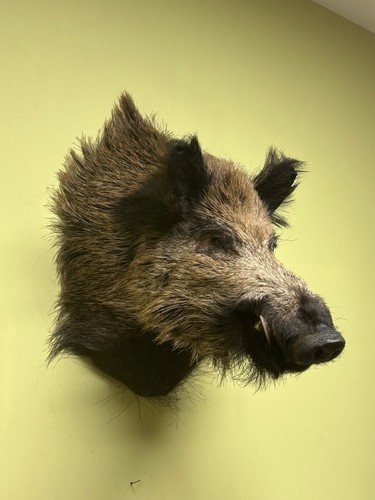 Wild boar shoulder mount - wild,