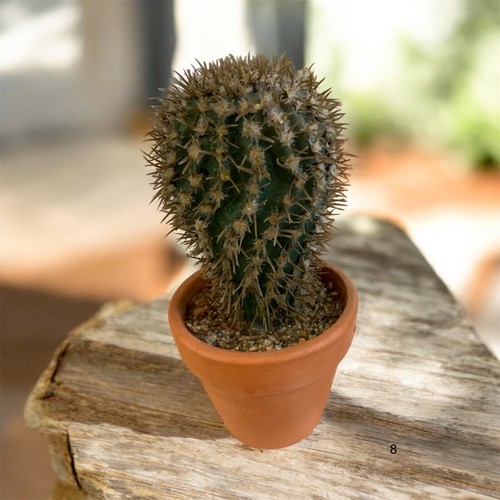 Piante grasse spinose - piante,