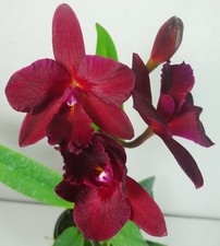 Cattleytonia Jamaica rossa