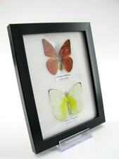 2 farfalle vere, imbottite