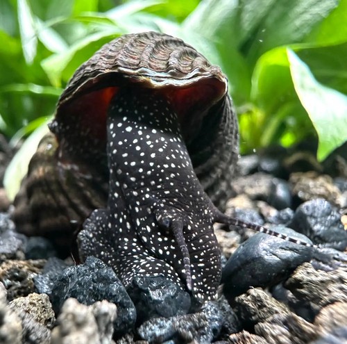 White spotted giant sulawesi - white,