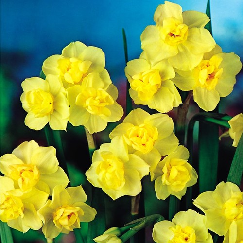Narcisi bulbi fiori - di,