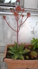 Una  Aloe Saponaria a radice nuda, D 15-25 cm, Piante Grasse