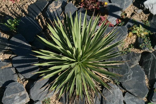 Yucca harrimaniae di - -,
