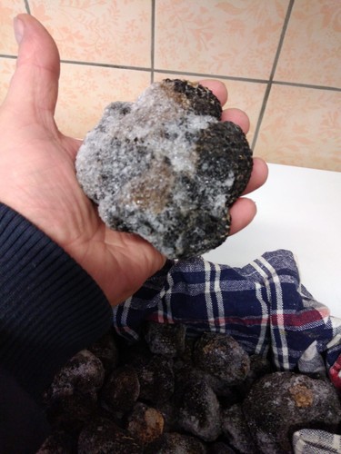 Tartufo scorzone estivo - tartufo,