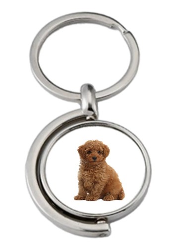 Toy poodle dog pet - toy,
