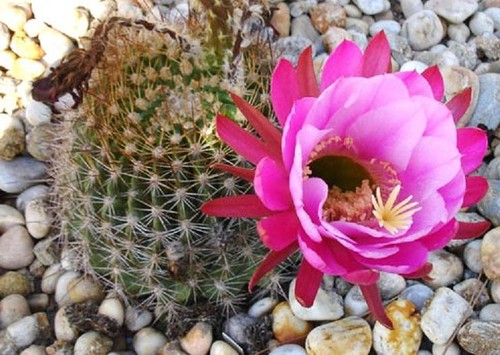 Echinopsis mamillosa raro - echinopsis,