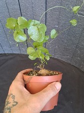 Dioscorea elephantipes