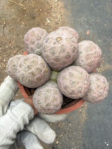 Multi teste tephrocactus - multi,