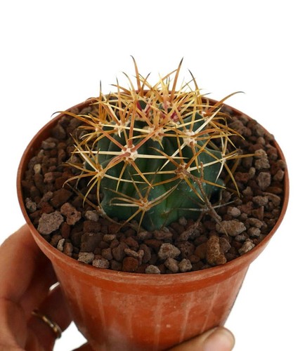 Ferocactus chrysacanthus