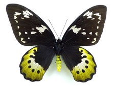 Ornitottero golia sansone