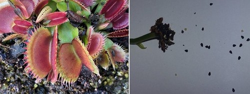 Semi dionaea muscipula - semi, di