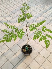 MORINGA OLEIFERA Pianta In Vaso Da 18 Altezza 90/110 Cm