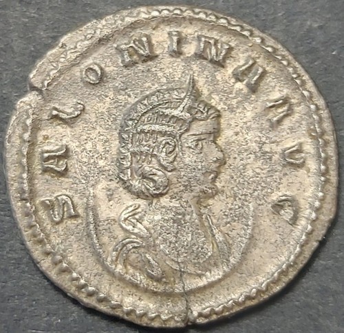 Cornelia salonina - cornelia, ar