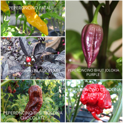 Semi peperoncino in 5 - semi,